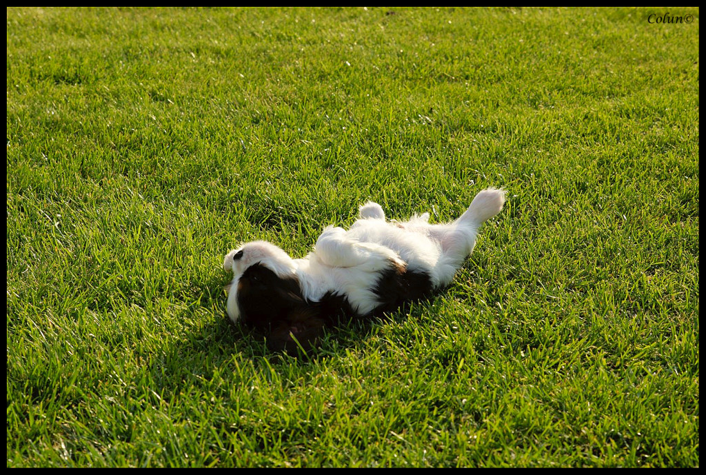 DSC00516_5